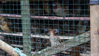 Selain untuk pribadi, melepaskan burung saat Imlek bisa juga untuk mewakili keluarga besar. Tak ada jenis burung yang dikhususkan untuk dilepaskan.