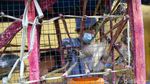 Ritual Lepas Burung Jelang Imlek di Petak 9
