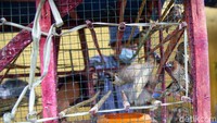 Umumnya, burung-burung itu adalah jenis burung peking, sementara sisanya ada burung tekukur dan merpati. Burung itu mereka dapat dari penjual di depan Vihara. Dalam sekali pelepasan, jumlahnya antara 50-108 ekor burung dengan kisaran harga antara Rp1.200-1.500 per ekor untuk burung peking.