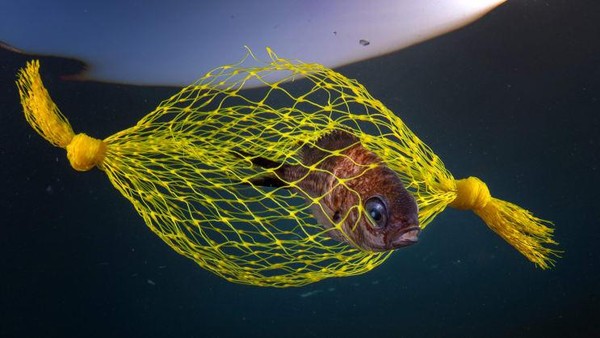 Foto Terbaik di Underwater Photographer of the Year 2021, Ada dari Indonesia