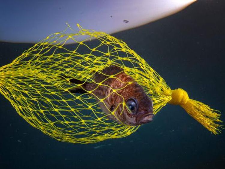 Foto Terbaik di Underwater Photographer of the Year 2021, Ada dari Indonesia
