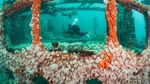 Foto Terbaik di Underwater Photographer of the Year 2021, Ada dari Indonesia