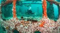 Foto berjudul ss hispania ini diambil di Sound of Mull, Skotlandia, oleh Kirsty Andrews. Karya ini memenangkan kategori British Waters Living Together.