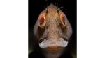 Foto Terbaik di Underwater Photographer of the Year 2021, Ada dari Indonesia