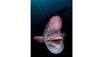 Foto Terbaik di Underwater Photographer of the Year 2021, Ada dari Indonesia