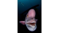 Ikan sheepshead wrasse dalam karya berjudul guardian deity ini memenangkan kategori Potret. Karya ini diambil Ryohei Ito dari Jepang.