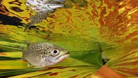 Kategori Compact dimenangkan oleh Jack Berthomier dari Kaledonia Baru. Foto berjudul doule (Kuhlia Rupestris) di dekat permukaan ini menggambarkan jenis ikan mas dengan latar belakang warna serupa.
