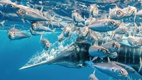 Foto mencolok berjudul Seekor marlin belang dalam perburuan berkecepatan tinggi di Meksiko ini memenangkan kategori Perilaku. Foto daro Karim Iliya, dari AS.