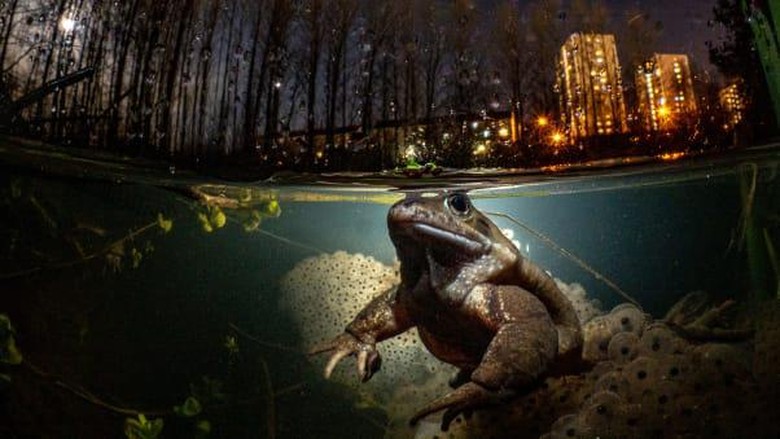 Underwater Photographer of the Year 2021 Underwater Photographer of the Year 2021