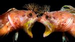 Foto Terbaik di Underwater Photographer of the Year 2021, Ada dari Indonesia