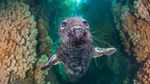 Foto Terbaik di Underwater Photographer of the Year 2021, Ada dari Indonesia