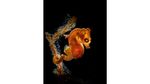 Foto Terbaik di Underwater Photographer of the Year 2021, Ada dari Indonesia