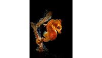 Galice Hoarau dari Norwegia memenangkan kategori makro dengan judul pontohi pigmy seahorse. Bidikan salah satu kuda laut terkecil dan paling baru ditemukan ini diambil di Indonesia.
