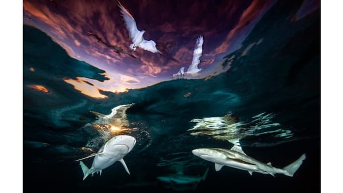 Underwater Photographer of the Year 2021