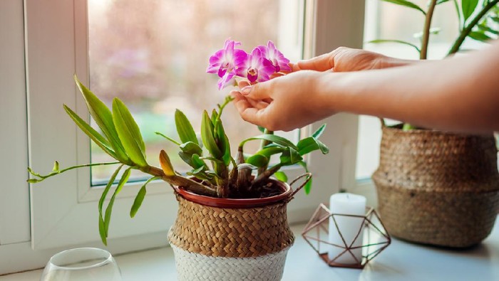 Dendrobium orchid. Woman taking care of home plats. Close-up of female hands holding flowers. Interior decor