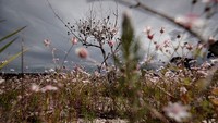 Dilansir dari Getty Images, bunga yang memiliki nama latin Actinotus forsythii itu merupakan salah satu bunga langka.