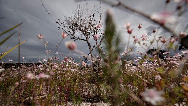 Dilansir dari Getty Images, bunga yang memiliki nama latin Actinotus forsythii itu merupakan salah satu bunga langka. Dilansir dari Getty Images, bunga yang memiliki nama latin Actinotus forsythii itu merupakan salah satu bunga langka.