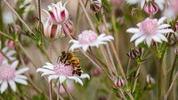 Bunga berwarna pink itu diketahui hanya tumbuh di bagian timur Australia yang tersebar dari Blue Mountains hingga timur laut Victoria.  