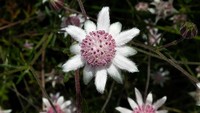Selain langka, bunga itu juga memiliki warna yang cantik yakni perpaduan warna pink dan putih.  