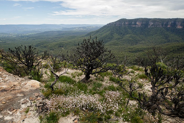 Bunga Pink Flannel bermekaran di kawasan Lithgow, Australia. Menariknya, bunga langka itu mekar di bekas lahan kebakaran hutan yang terjadi pada 2019-2020 lalu.