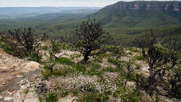 Mengutip Getty Images, benih bunga langka itu dapat tertidur selama bertahun-tahun, hanya bertunas setelah serangkaian acara khusus untuk menciptakan kondisi yang tepat untuk kemunculannya - setahun setelah kebakaran hutan diikuti oleh curah hujan. Mengutip Getty Images, benih bunga langka itu dapat tertidur selama bertahun-tahun, hanya bertunas setelah serangkaian acara khusus untuk menciptakan kondisi yang tepat untuk kemunculannya - setahun setelah kebakaran hutan diikuti oleh curah hujan.