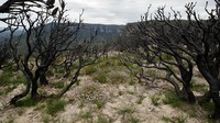 Bermekarannya bunga-bunga Pink Flannel di bekas lahan karhutla Australia itu pun tampak kontras dengan pohon-pohon di sekitarnya yang terdampak kebakaran hutan di kawasan itu pada tahun 2019-2020 silam.