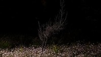 Seperti diketahui, kebakaran hutan dan lahan melanda kawasan Australia, tak terkecuali kawasan Blue Mountains pada tahun 2019-2020 lalu.