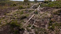 Sekitar 80 persen area warisan dunia rusak akibat kebakaran hutan dan lahan yang terjadi di Negeri Kangguru beberapa waktu lalu tersebut.