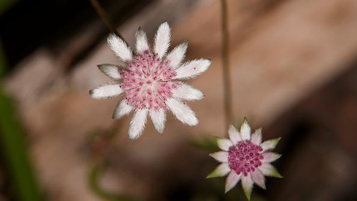 Cantiknya Bunga Langka yang Mekar di Bekas Lahan Karhutla Australia Bunga Pink Flannel bermekaran di kawasan Lithgow, Australia. Menariknya, bunga langka itu mekar di bekas lahan kebakaran hutan yang terjadi pada 2019-2020 lalu.