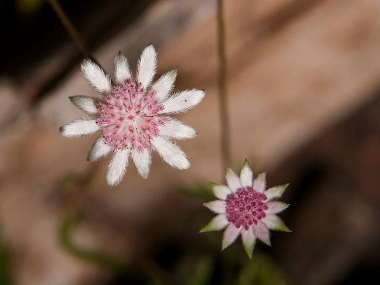 Cantiknya Bunga Langka yang Mekar di Bekas Lahan Karhutla Australia