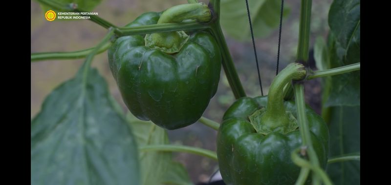 Ditantang Dosen Bikin Kebun Paprika, Pria Ini Berhasil Raup Omzet Ratusan Juta