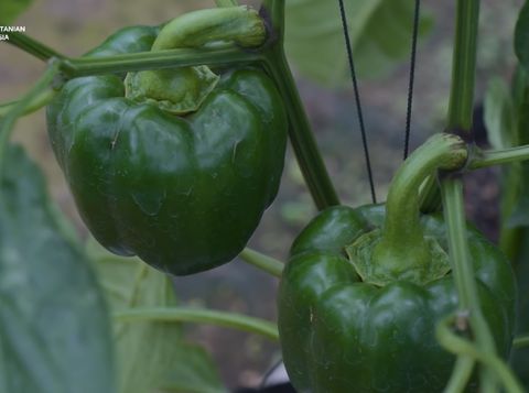 Ditantang Dosen Bikin Kebun Paprika, Pria Ini Berhasil Raup Omzet Ratusan Juta