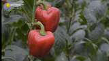 Ditantang Dosen Bikin Kebun Paprika, Pria Ini Berhasil Raup Omzet Ratusan Juta