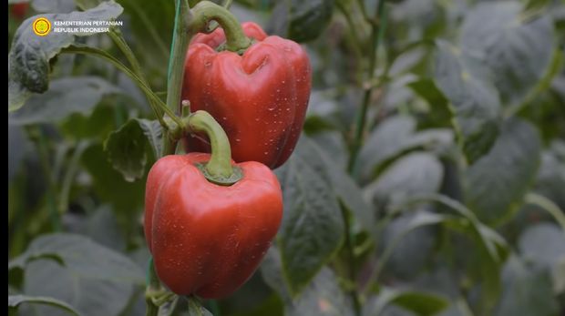 Ditantang Dosen Bikin Kebun Paprika, Pria Ini Berhasil Raup Omzet Ratusan Juta