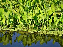 Sejarah dan Lirik Lagu Genjer-genjer, Terinspirasi dari Makanan Jelata