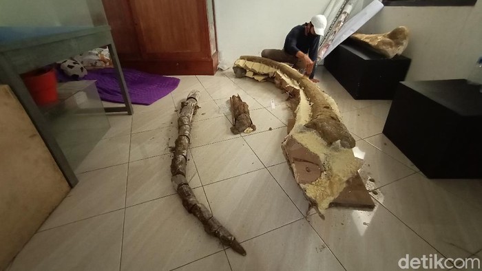 Fosil gajah purba yang ditemukan di Pati