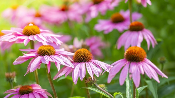 herbal Echinacea purpurea in Botanical garden