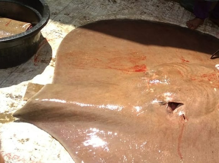 Ikan pari sungai raksasa ditangkap-dicincang warga di Sumsel (dok. Istimewa)