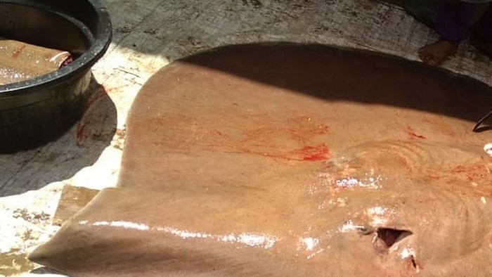 Ikan pari sungai raksasa ditangkap-dicincang warga di Sumsel (dok. Istimewa)
