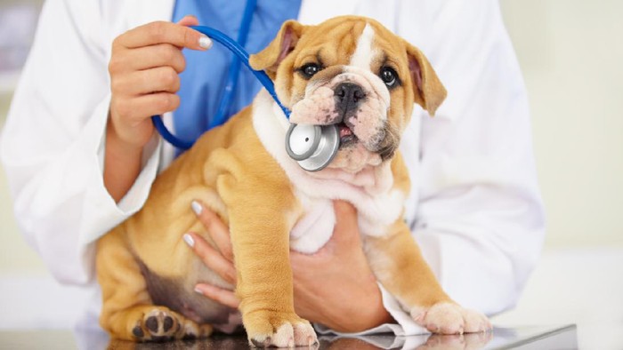 Cropped shot of a vet trying to listen to a bulldog puppys heartbeat