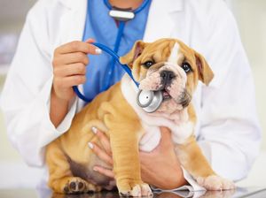 Viral Anjing di Minut Dicuri, Pemilik Buat Sayembara Hadiah Rp 10 Juta