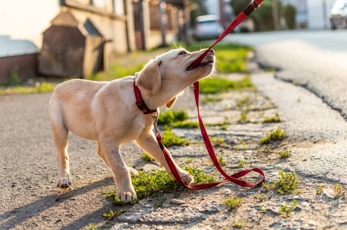 Small puppy white golden Labrador dog playing outdoors.