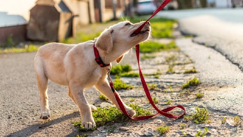 Small puppy white golden Labrador dog playing outdoors.