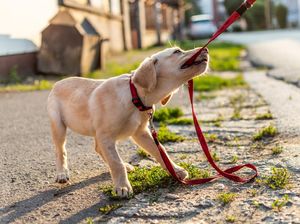 Wanita Ini Adopsi Anjing, tapi Kok Ya Cuma Ngerti Bahasa Spanyol