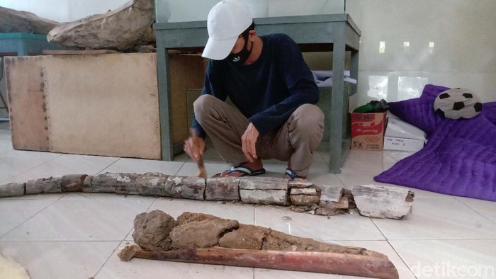 fosil gajah purba yang ditemukan di situs purbakala