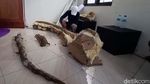 Ini Fosil Gading Gajah Purba yang Disimpan di Museum Purbakala Kudus