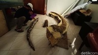 Fosil itu ditemukan warga Desa Mangunrejo Kecamatan Margorejo Pati di wilayah perbukitan Patiayam.