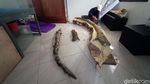 Ini Fosil Gading Gajah Purba yang Disimpan di Museum Purbakala Kudus