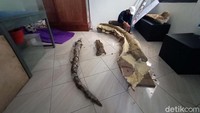 Fosil gajah itu ditemukan di lapisan tanah slumprit.