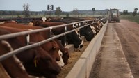 COVID-19 dan larangan ekspor China baru-baru ini berdampak langsung dan menghancurkan produsen daging sapi premium di Queensland.  